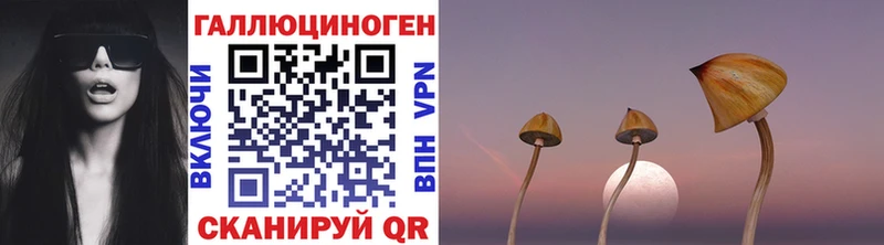 продажа наркотиков Пушкино нарко площадка телеграм Псилоцибиновые грибы Psilocybe